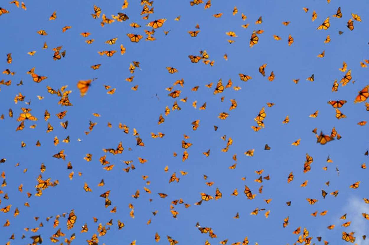 Monarch butterflies in the sky Mexico, Natural Habitat
