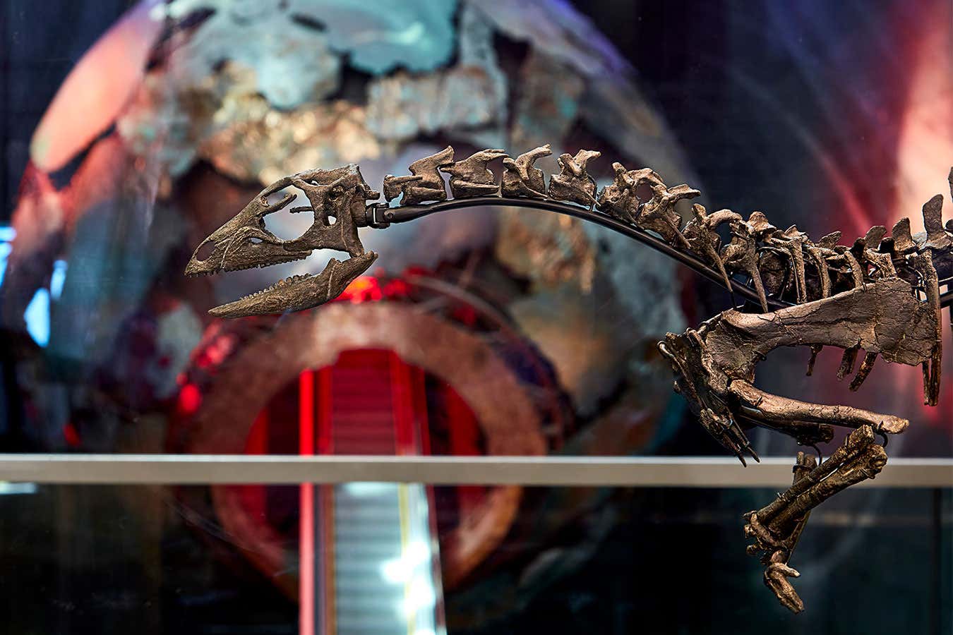 Enigmacursor dinosaur in conservation