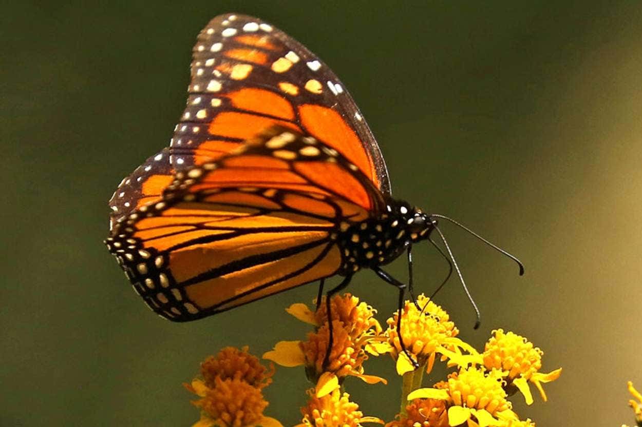 solo monarch butterfly in forest in Mexico, Natural Habitat