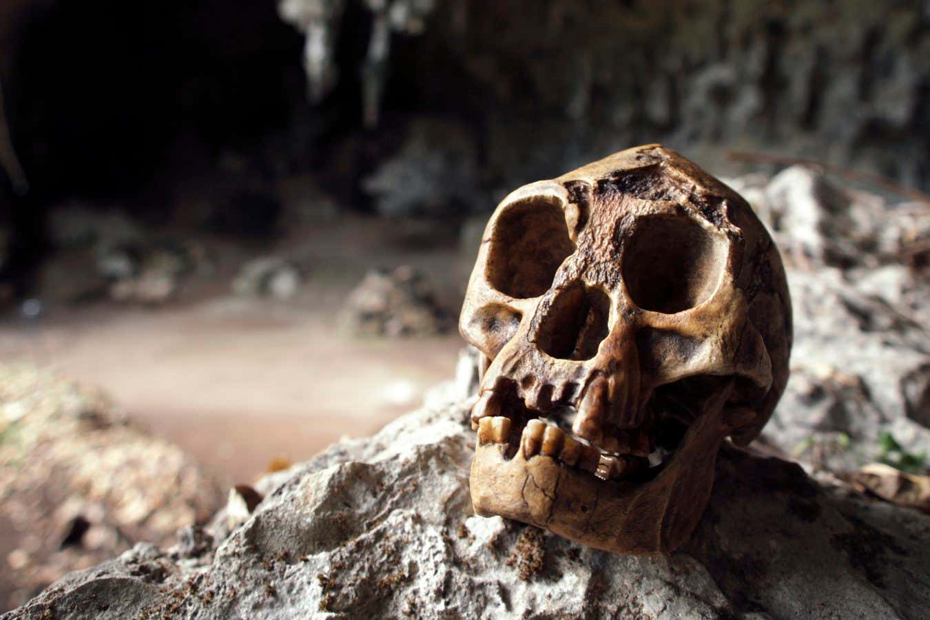 Homo floresiensis skull. Mould made from fragments of the skull of Homo floresiensis in Liang Bua cave, Flores, Indonesia. This newly discovered hominid species was found in Liang Bua cave in 2003. It was very small, measuring just over a metre tall, and is thought to be a descendant of Homo erectus that underwent island dwarfism - a process where isolated species that lack predators and are constrained by limited resources evolve to become smaller. It is thought to have become extinct around 12,000 years ago and therefore co-existed with modern humans (Homo sapiens).