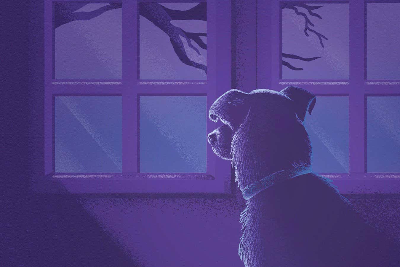 To truly understand non-human grief, we need to think like the animals