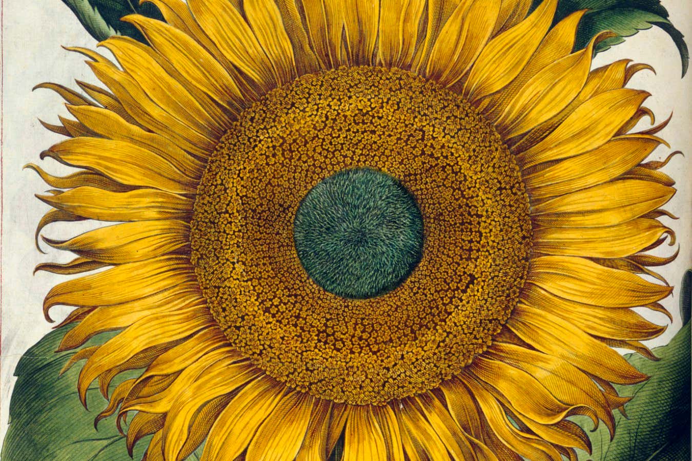 A sunflower (flos slois major) Basilius Besler, Hortus Eystettensis. Altdorf, 1613. Courtesy British Library