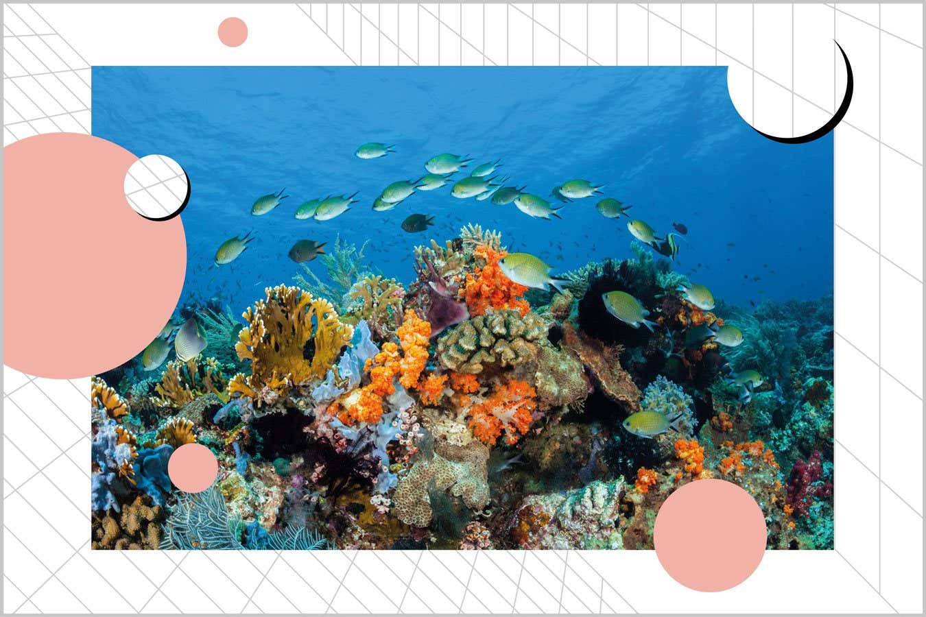 Coral reef