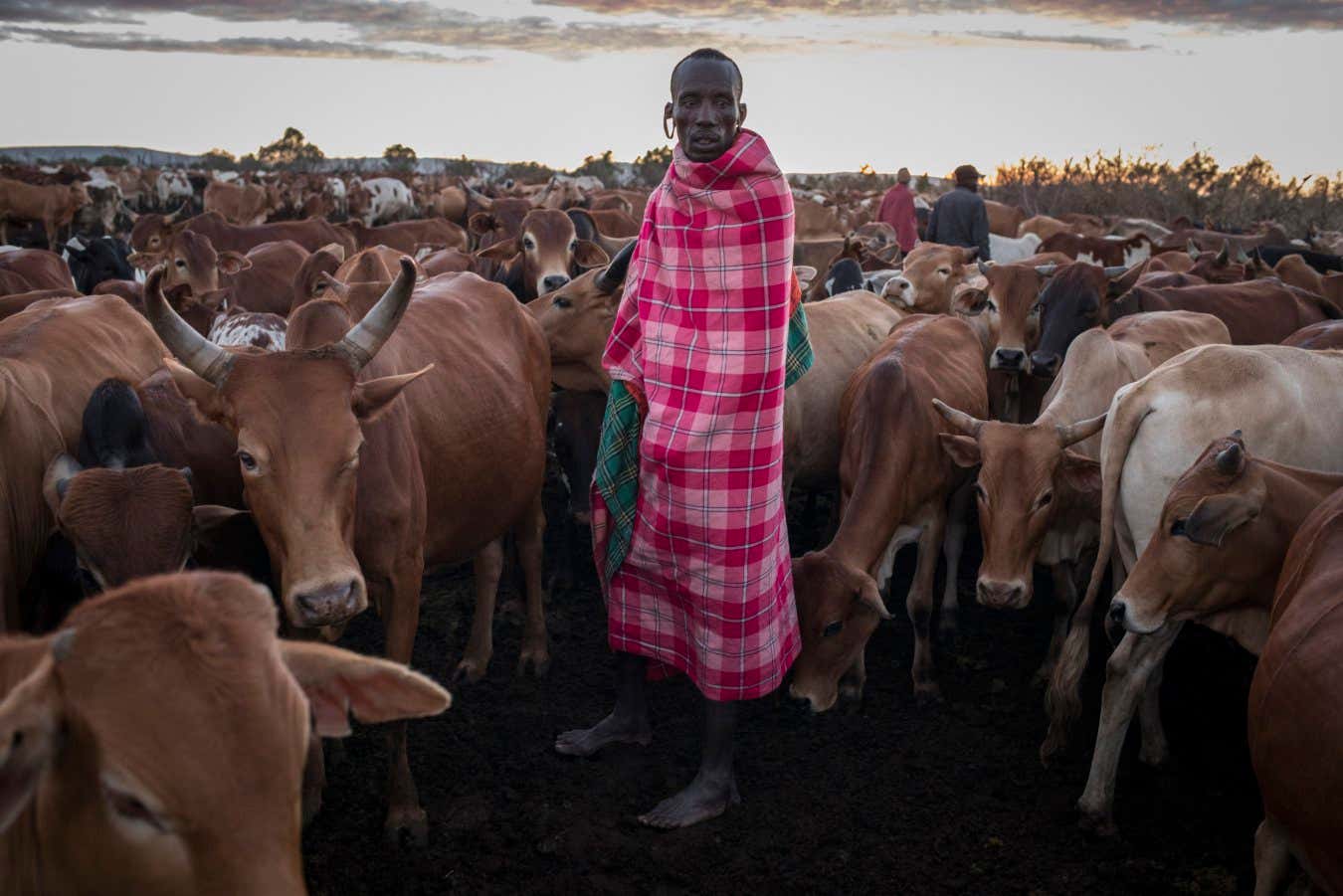 A Maasai man keeps watch over his cattle. 