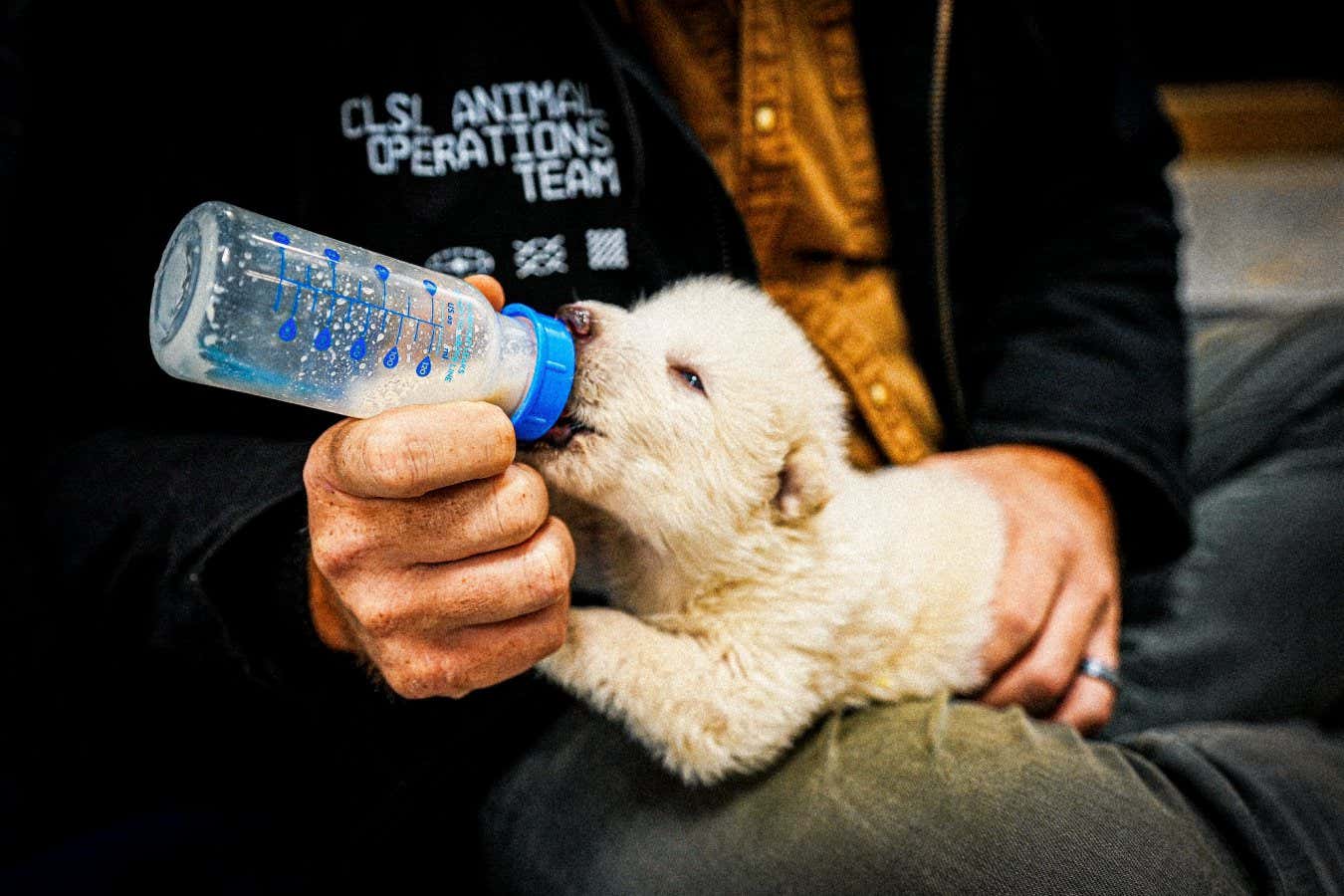 A 15 day-old gene-edited "dire wolf" created by Colossal Biosciences drinks from a bottle