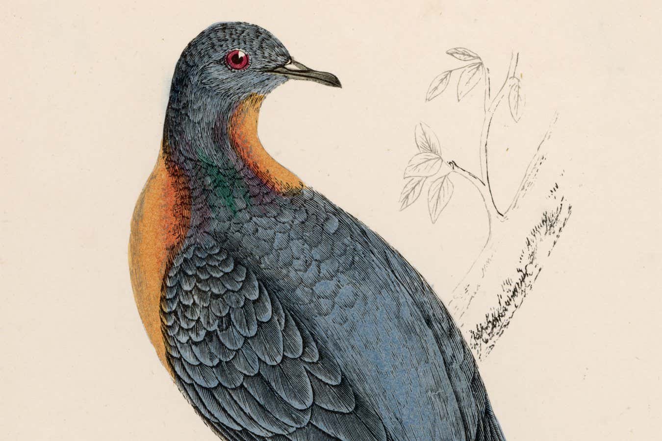A drawing of the now-extinct passenger pigeon. Efforts are underway to resurrect the species