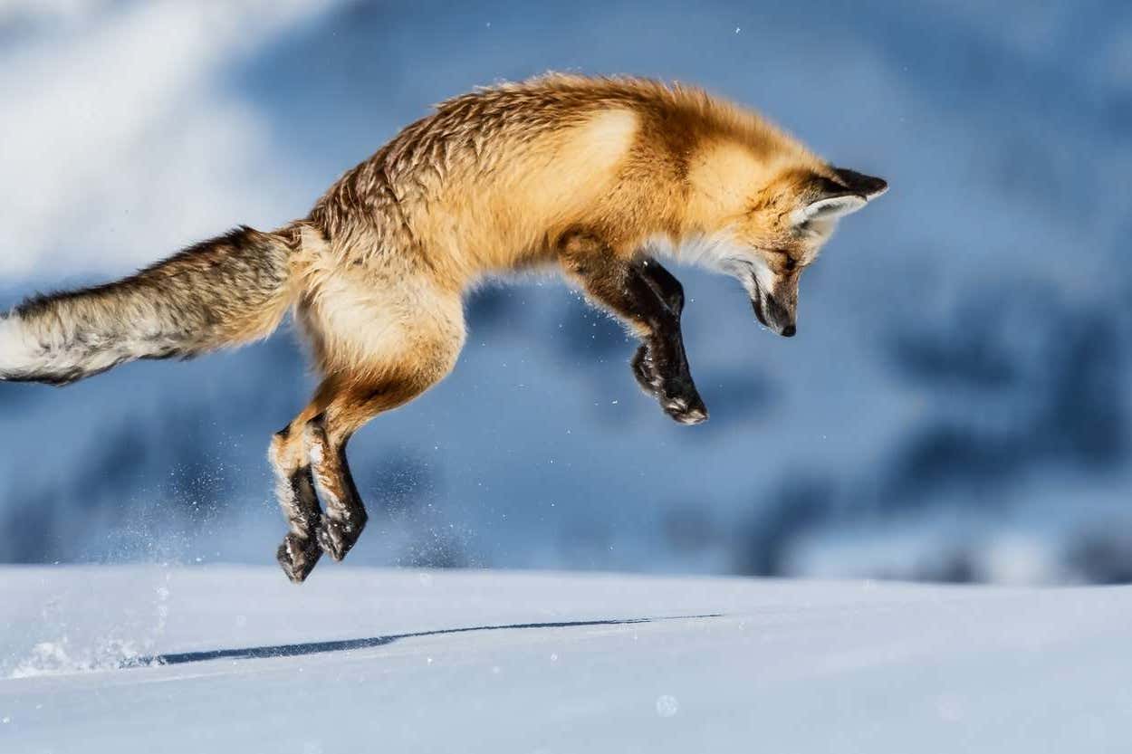 Fox diving for food in snowy wilderness, Yellowstone National park in winter, USA