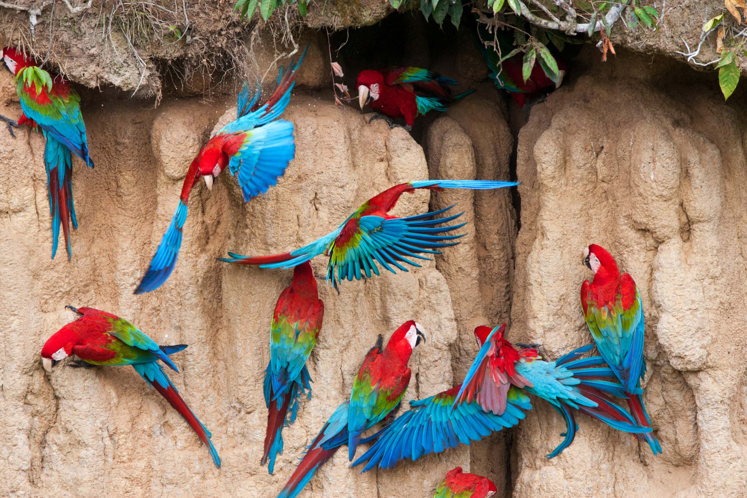 Clay lick, Parrots, Amazon, Ecuador