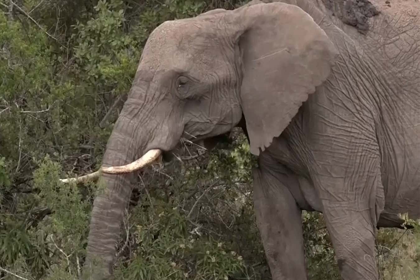Elephant with ivory tusks in front of a bush